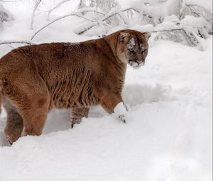 Preview wallpaper winter, snow, forest, predator, cougar