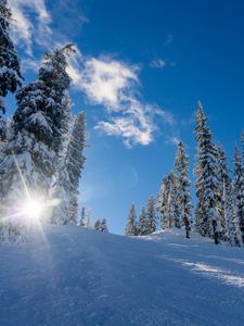 Preview wallpaper winter, snow, sunlight, trees