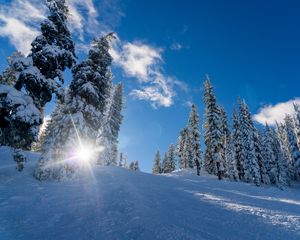 Preview wallpaper winter, snow, sunlight, trees