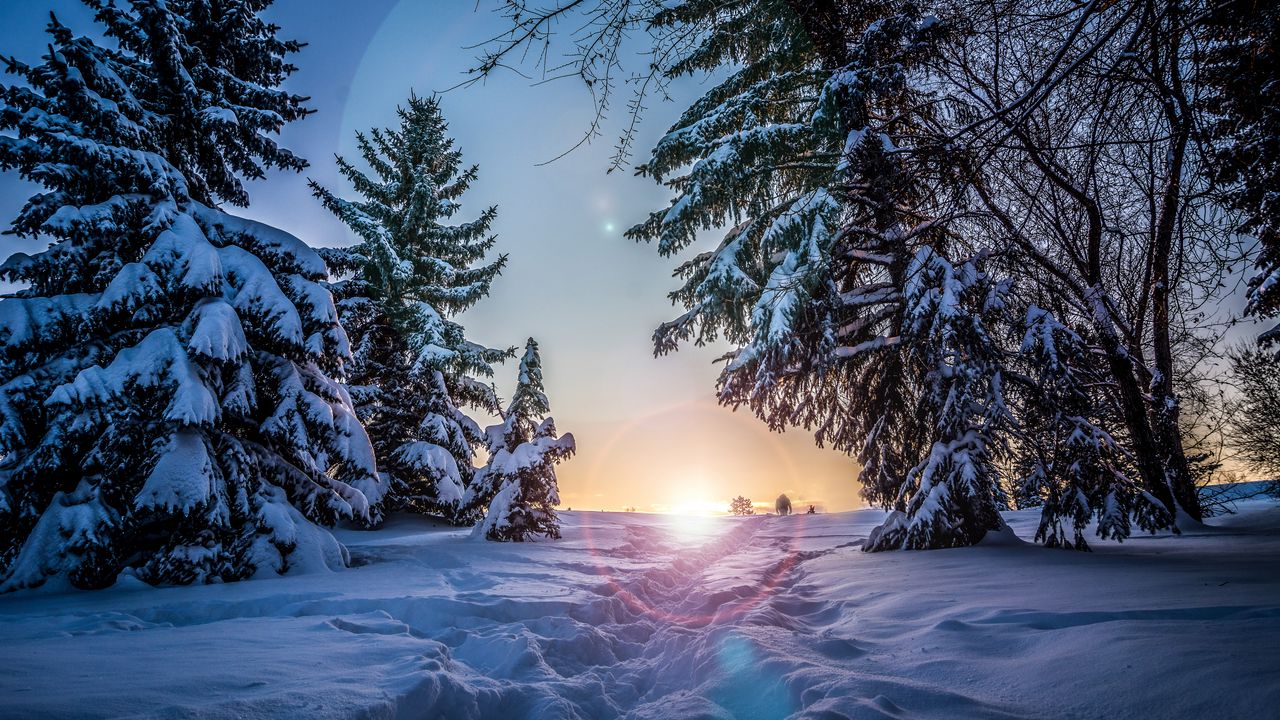 Wallpaper winter, snow, sunlight, path, trees