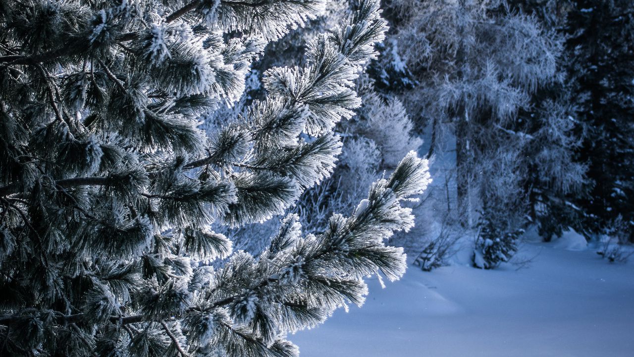 Wallpaper winter, snow, tree, snowy, frost, frosty