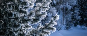 Preview wallpaper winter, snow, tree, snowy, frost, frosty