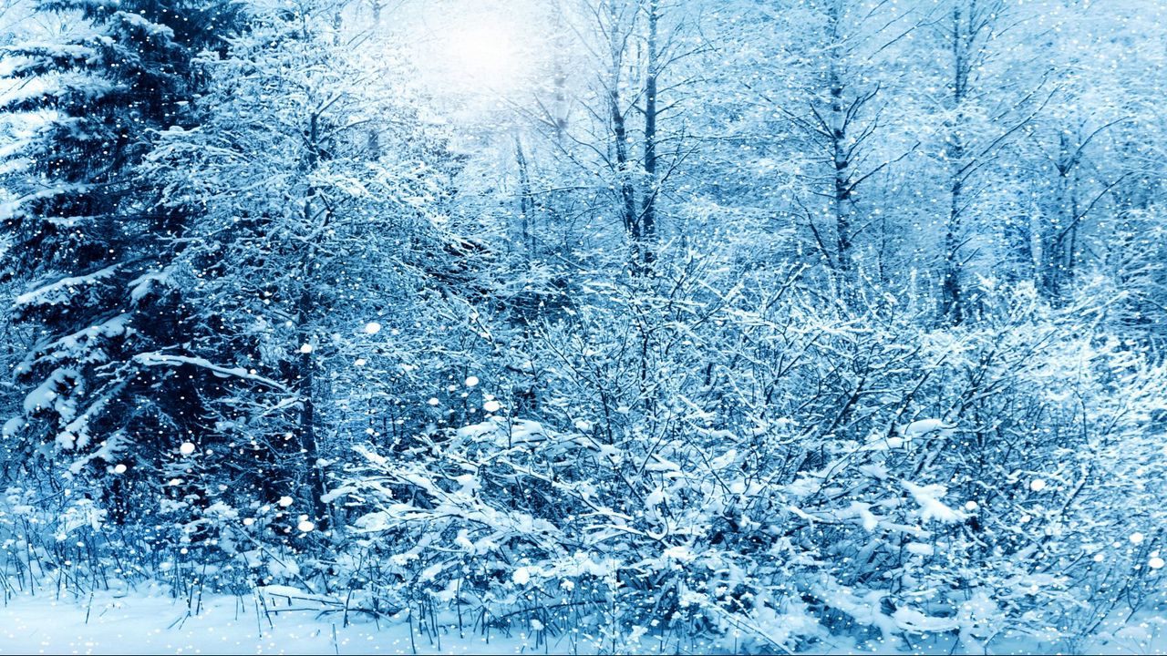 Wallpaper winter, snow, trees