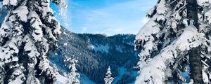 Preview wallpaper winter, snow, trees, fir-trees, snowy, landscape