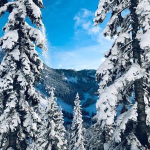 Preview wallpaper winter, snow, trees, fir-trees, snowy, landscape