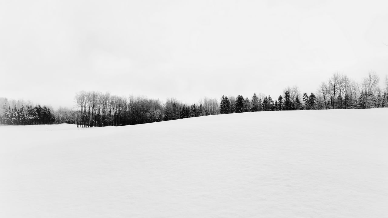 Wallpaper winter, snow, trees, bw