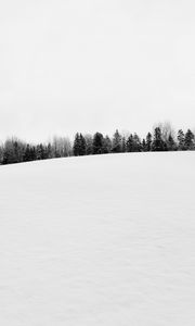 Preview wallpaper winter, snow, trees, bw