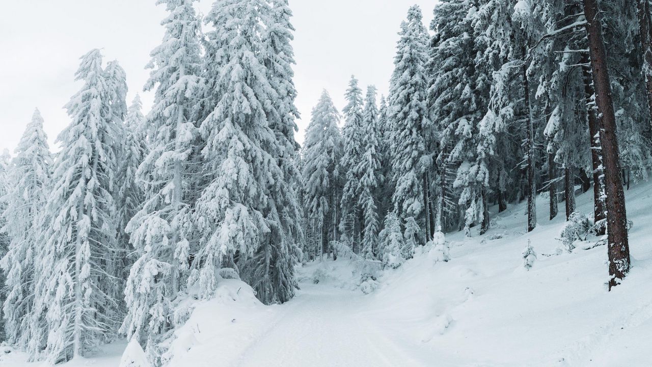 Wallpaper winter, snow, trees, path, snowy