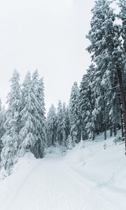 Preview wallpaper winter, snow, trees, path, snowy