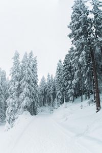 Preview wallpaper winter, snow, trees, path, snowy