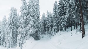 Preview wallpaper winter, snow, trees, path, snowy