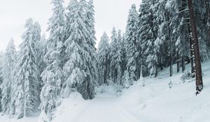 Preview wallpaper winter, snow, trees, path, snowy