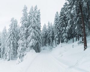 Preview wallpaper winter, snow, trees, path, snowy