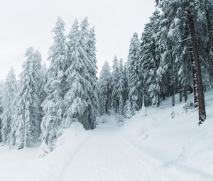 Preview wallpaper winter, snow, trees, path, snowy