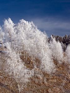 Preview wallpaper winter, snow, trees, hoarfrost, hill