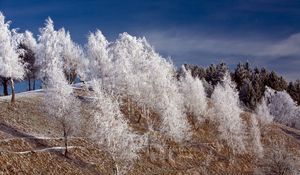 Preview wallpaper winter, snow, trees, hoarfrost, hill