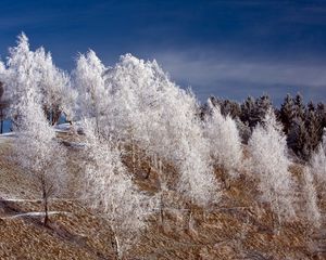 Preview wallpaper winter, snow, trees, hoarfrost, hill