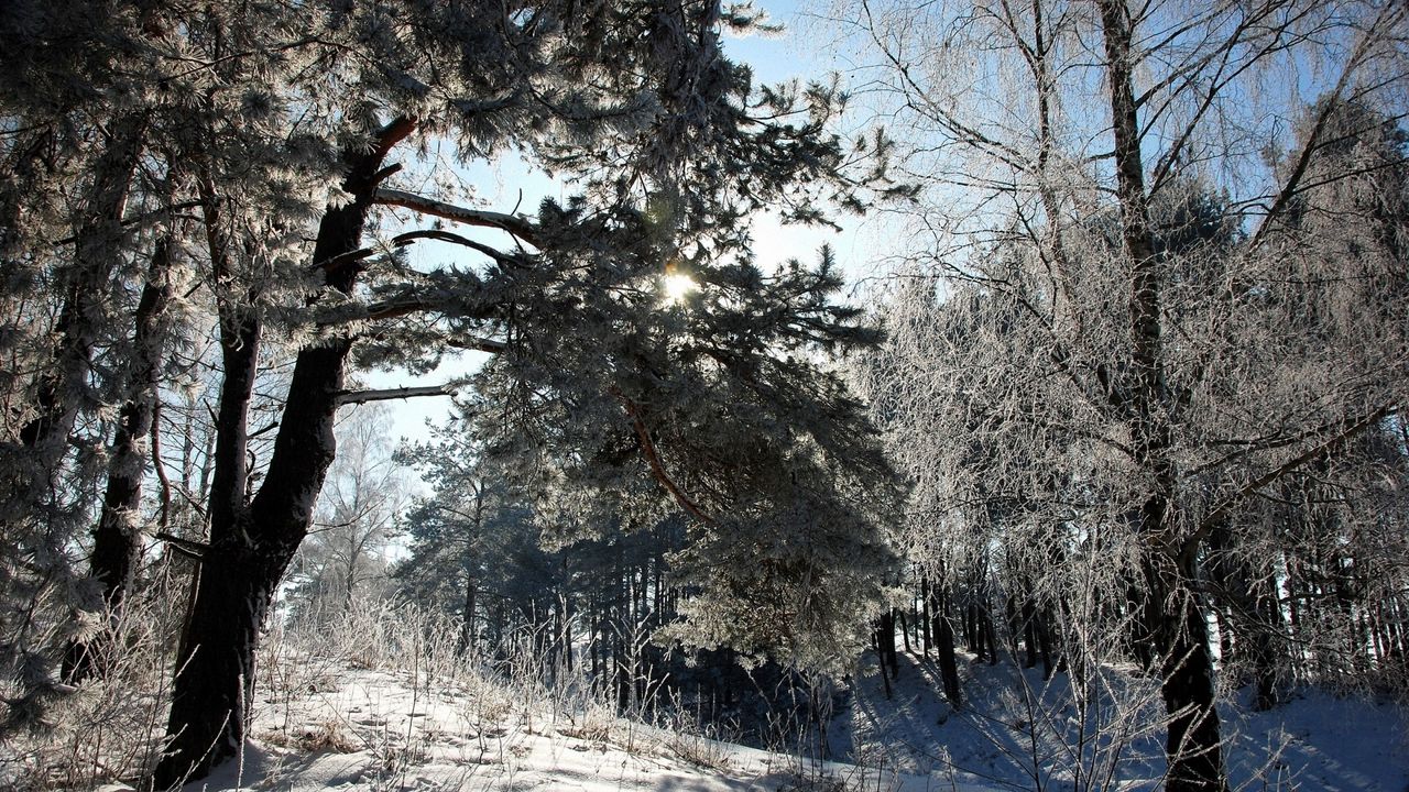 Wallpaper winter, snow, trees, frost, shadow, sun, tale