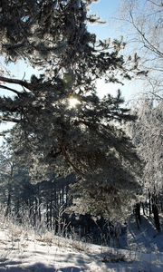 Preview wallpaper winter, snow, trees, frost, shadow, sun, tale