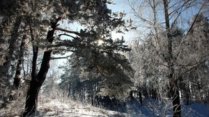 Preview wallpaper winter, snow, trees, frost, shadow, sun, tale