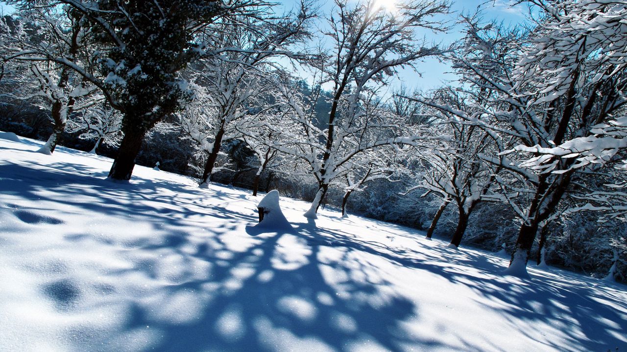 Wallpaper winter, snow, trees, shadows, light, cover