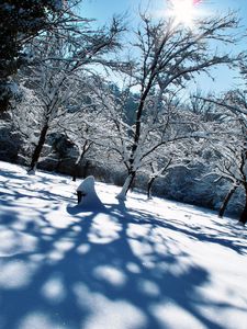 Preview wallpaper winter, snow, trees, shadows, light, cover