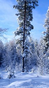 Preview wallpaper winter, snow, trees, wood, edge, sky, azure