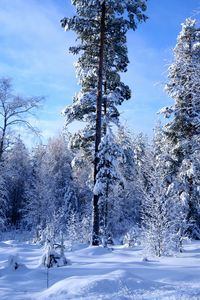 Preview wallpaper winter, snow, trees, wood, edge, sky, azure