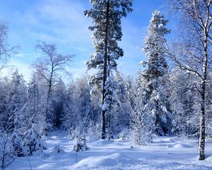 Preview wallpaper winter, snow, trees, wood, edge, sky, azure