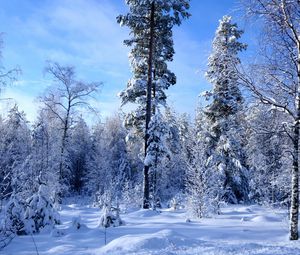 Preview wallpaper winter, snow, trees, wood, edge, sky, azure