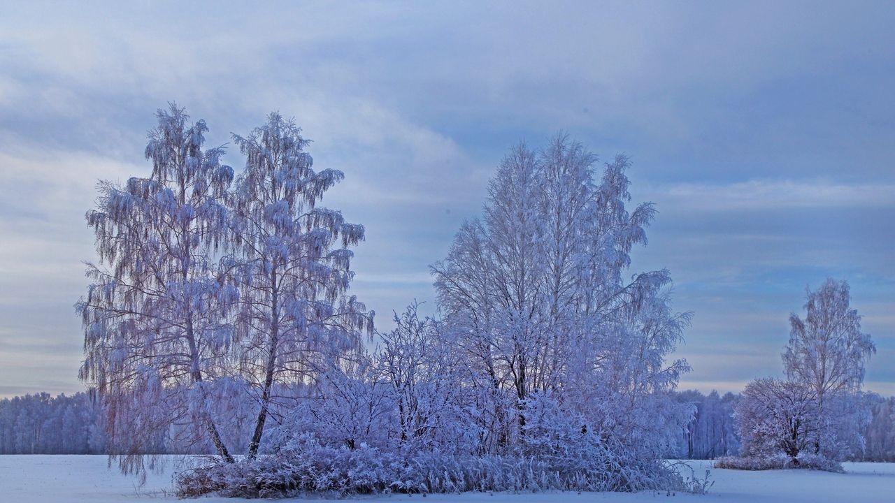Wallpaper winter, snow, trees, frost