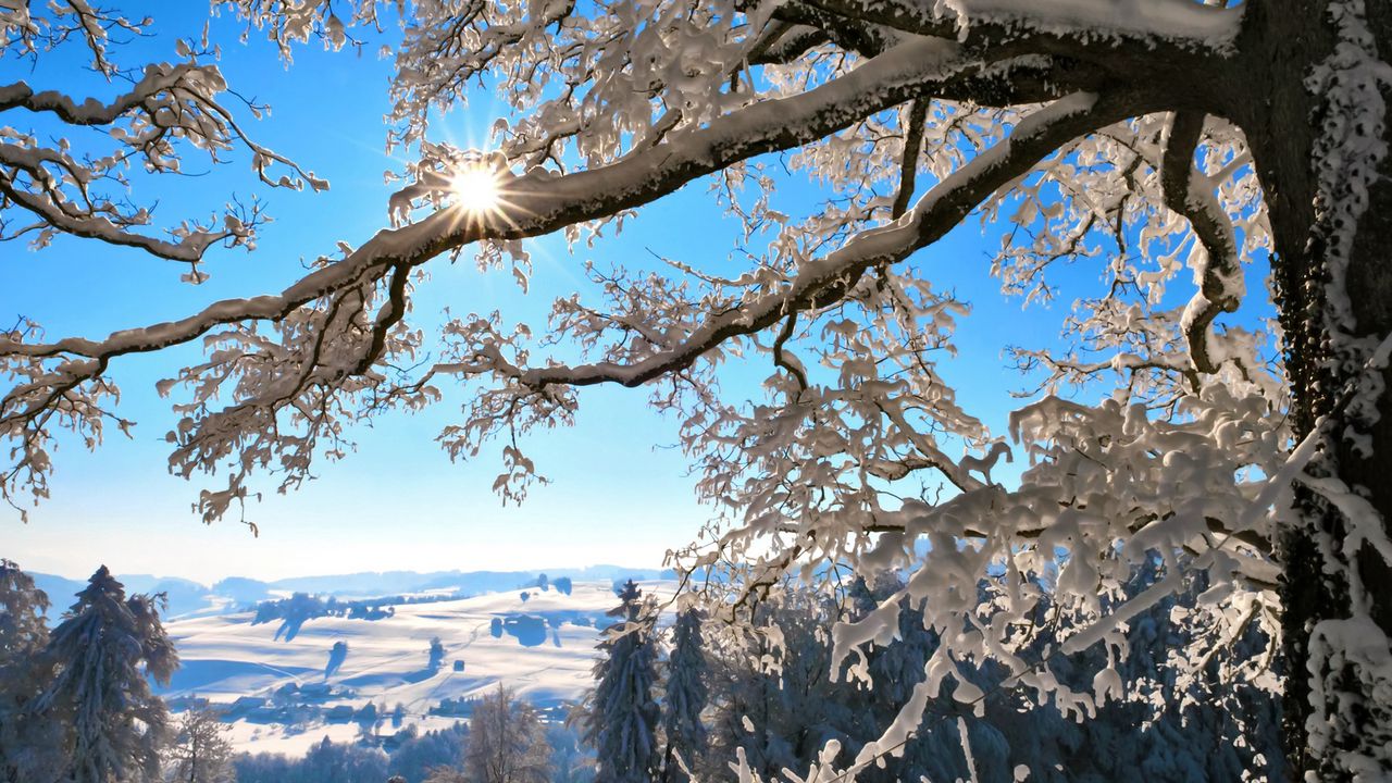 Wallpaper winter, sun, branches, tree, light