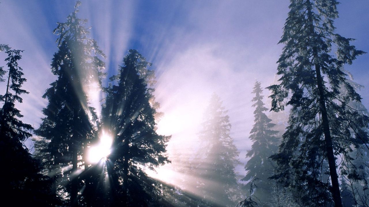 Wallpaper winter, sun, light, beams, trees, lighting, morning