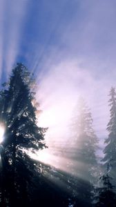 Preview wallpaper winter, sun, light, beams, trees, lighting, morning