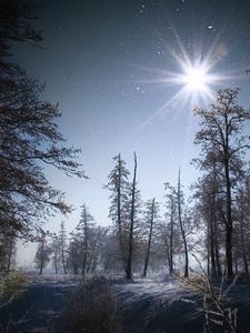 Preview wallpaper winter, sun, light, morning, snow, grain, timber