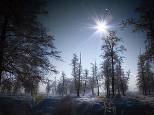 Preview wallpaper winter, sun, light, morning, snow, grain, timber