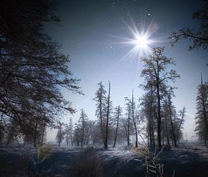 Preview wallpaper winter, sun, light, morning, snow, grain, timber