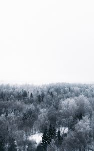 Preview wallpaper winter, trees, aerial view, minimalism, white