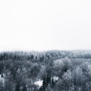 Preview wallpaper winter, trees, aerial view, minimalism, white