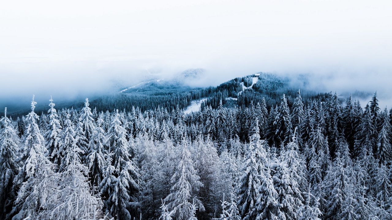 Wallpaper winter, trees, fog, snow, aerial view, forest