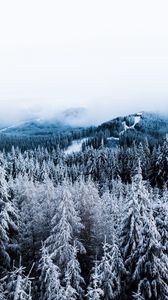 Preview wallpaper winter, trees, fog, snow, aerial view, forest
