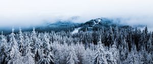 Preview wallpaper winter, trees, fog, snow, aerial view, forest