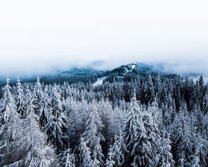 Preview wallpaper winter, trees, fog, snow, aerial view, forest