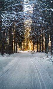 Preview wallpaper winter, trees, forest, road