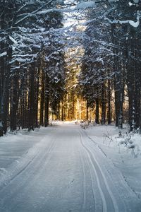 Preview wallpaper winter, trees, forest, road