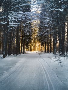 Preview wallpaper winter, trees, forest, road