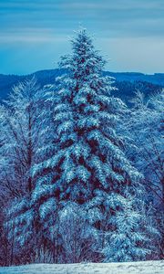 Preview wallpaper winter, trees, forest, snow, snowy