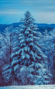 Preview wallpaper winter, trees, forest, snow, snowy