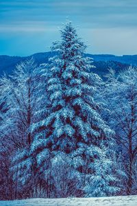 Preview wallpaper winter, trees, forest, snow, snowy