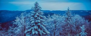 Preview wallpaper winter, trees, forest, snow, snowy